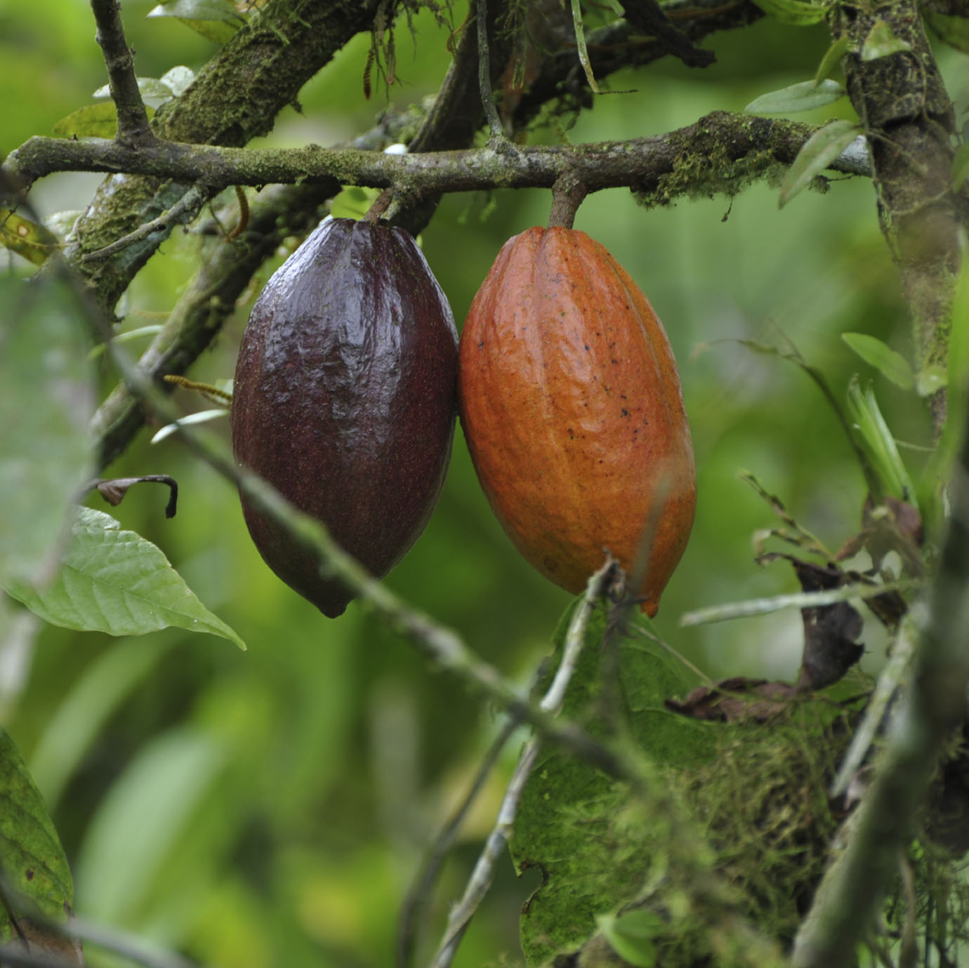 Image: Sabor que dá lucro: loja de chocolate é negócio promissor na Colômbia