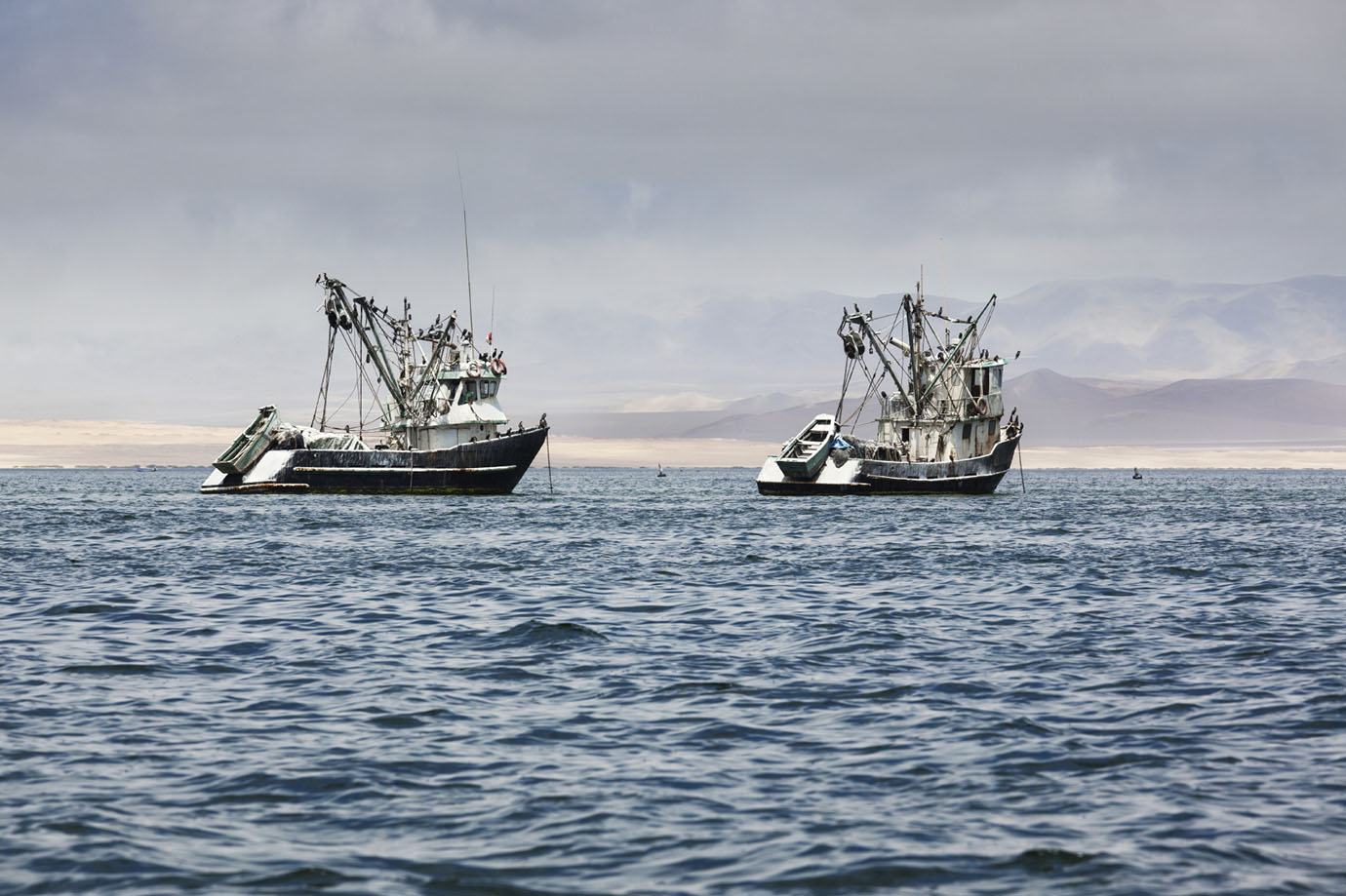 Image: Pesca: el calentamiento del mar genera grandes capturas de peces